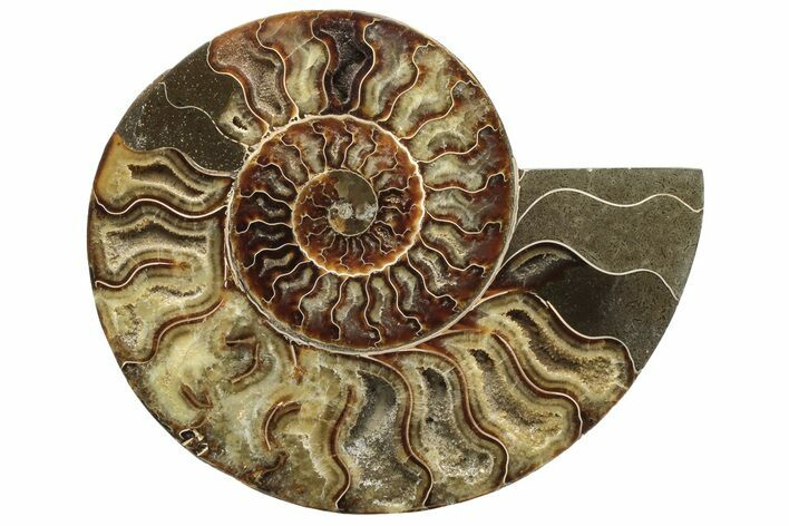Cut & Polished Ammonite Fossil (Half) - Madagascar #233662